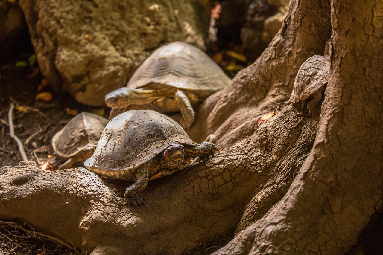 León Hostal La Tortuga Booluda المظهر الخارجي الصورة