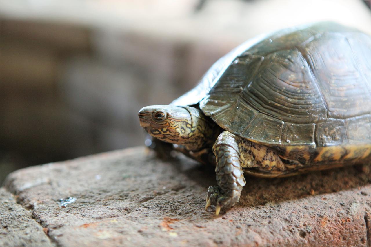 León Hostal La Tortuga Booluda المظهر الخارجي الصورة